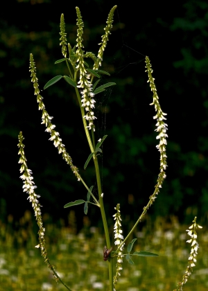 BIANCO O GIALLO NON FA DIFFERENZA