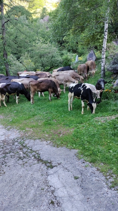 IERI MATTINA LA TRANSUMANZA PER BIANDINO