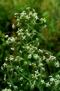 IL FIORE DEL FORMAGGIO