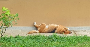 ATTENTI AL CANE, NON SVEGLIATELO