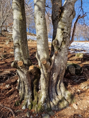 IL GRANDE ALBERO MILLEUSI