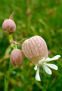 Il fiore dei cornagitt