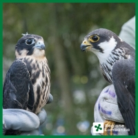 Oggi ricorre la Giornata Mondiale della Natura Selvatica