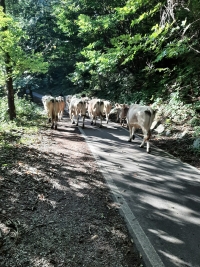 QUELLA CICLABILE TERRA DI NESSUNO (E DI TUTTI)