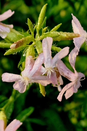 LE SAPONETTE IN FIORE