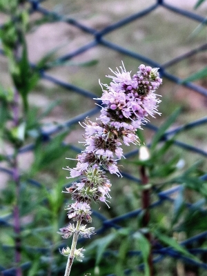 LA MENTA VELENOSA MA NON TROPPO