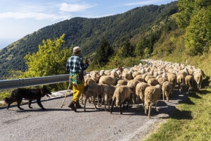 TRAME LECCHESI: DA UNA TRANSUMANZA ALL&#039;ALTRA (E IL PASTORE E&#039; IL SOLITO SOSPETTATO)