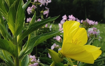 I FIORI GIALLI DEL VINO