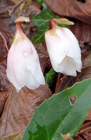 IL NOME DELLA ROSA DI NATALE