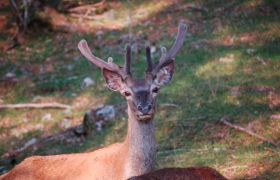 FONDI CERCASI PER DAR DA MANGIARE AI CERVI (NEL PARCO DELLO SPRECO ALLE BETULLE)