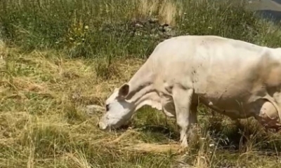 LA SICCITA&#039; PROVOCA PROBLEMI ANCHE AGLI ALPEGGI