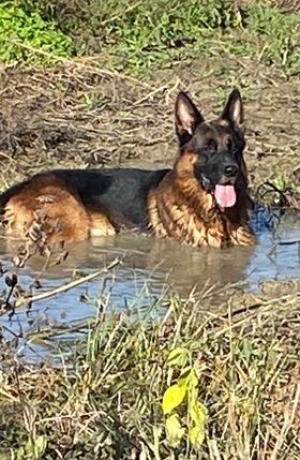 ARES NON SI TROVA: SI E&#039; PERSO NELLA ZONA DEL PRIMO PONTE SULLA STRADA PER BIANDINO