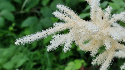 LA CHIAMAVANO BARBA DI CAPRA