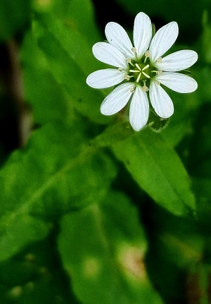 UNA STELLINA BIANCA E TRASCURATA