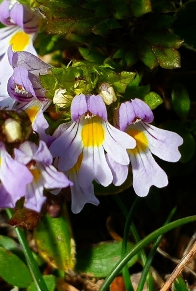 IL FIORE DELL&#039;ALLEGRIA SPUNTA A 2000 METRI