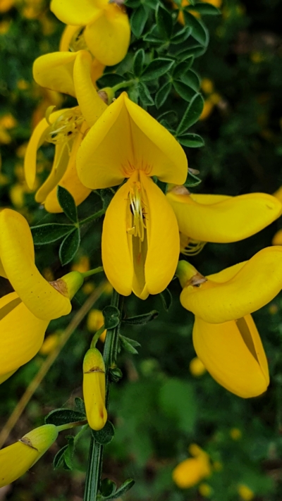 GINESTRA, FIORE GIALLO DAL SANGUE BLU