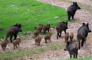 UNA NUOVA MINACCIA, LA PESTE SUINA