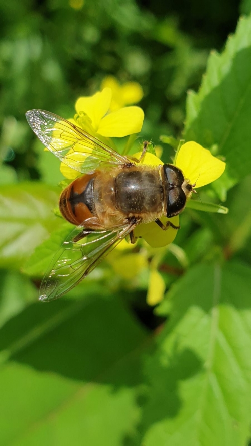 IMPOLLINAZIONE