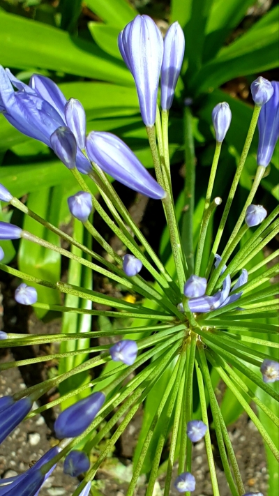 LA TROMBETTA DI MONET