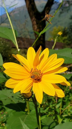 IL GIRASOLINO CHE SA DI CARCIOFO