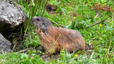 SOCCORSO FAUNA SELVATICA IN DIFFICOLTA’: REPORT 2020